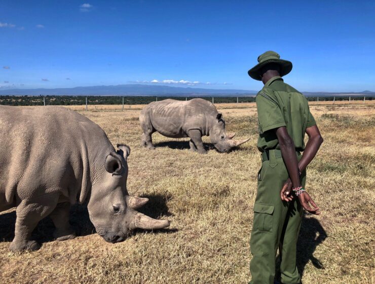 Fatu and Najin the last two remaining Nothern White Rhinos remaining in the world grazing with ranger watching them. Visiting them is one of the unique things to do in Kenya