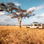 Tsavo Safari Packages are mostly done with our comfortable safari jeeps